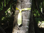 Tree tie