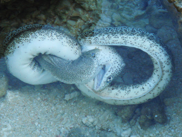 Moray Eels