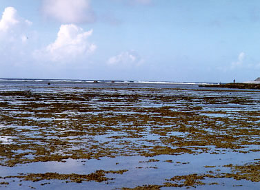 Reef-Flat North