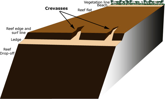 Reef Cross Section