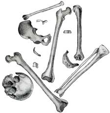 bones found