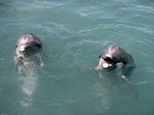 File:Dolphins.jpg