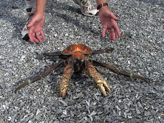 File:Coconut-Crab.jpg