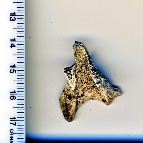 File:Sheep vertebrae.jpg