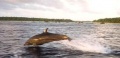dolphin.jpg